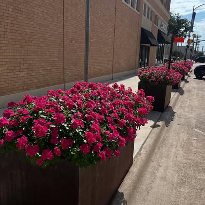 Commercial planters filled with colorful annuals